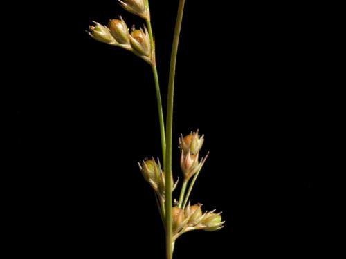 Jonc grêle (Juncus tenuis)_5