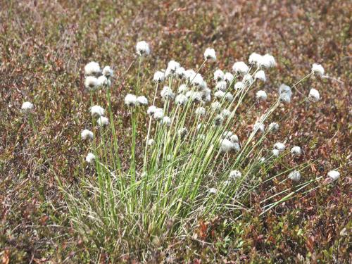 Linaigrette dense (Eriophorum vaginatum subsp. spissum)_1