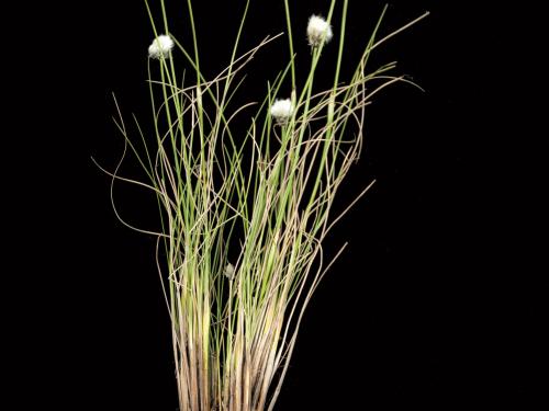 Linaigrette dense (Eriophorum vaginatum subsp. spissum)_2