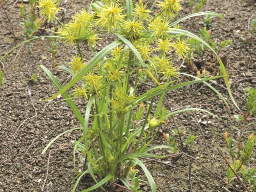 Souchet hispide(Cyperus strigosus)_3