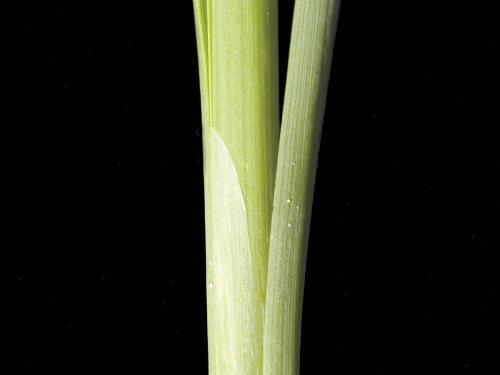 Quenouille feuilles larges (Typha latifolia)_3