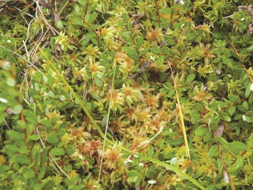 Sphaignes(Sphagnum spp.)_1