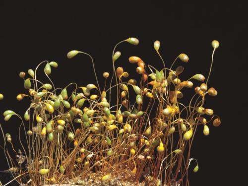 Polytrics (Polytrichum spp.)_2