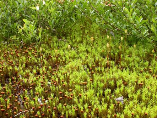 Polytrics (Polytrichum spp.)_5