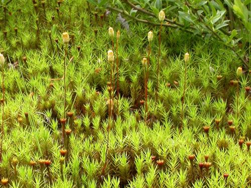 Polytrics (Polytrichum spp.)_6