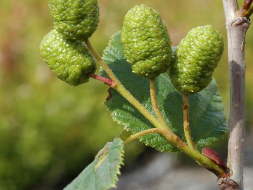 Aulne crispé(Alnus alnobetula)_3