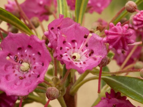 Kalmia feuilles étroites (Kalmia angustifolia)_2