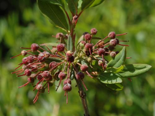 Kalmia feuilles étroites (Kalmia angustifolia)_4