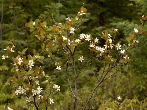 Amélanchier de Bartram(Amelanchier bartramiana)_1