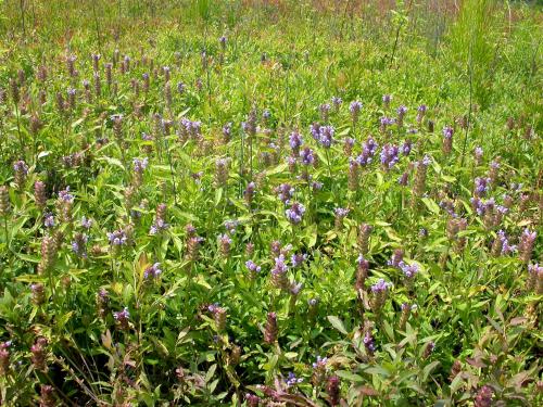 Brunelle vulgaire(Prunella vulgaris)_9