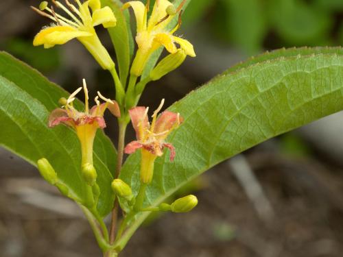 Dièreville chèvrefeuille(Diervilla lonicera)_5