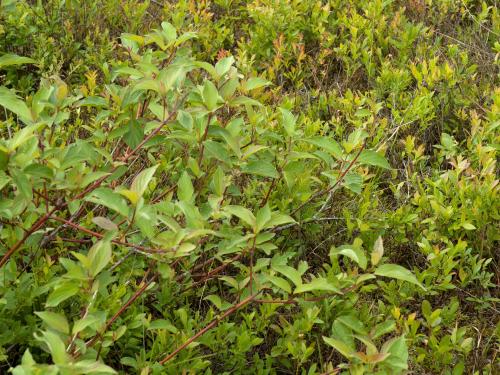 Cornouiller hart-rouge(Cornus sericea)_1