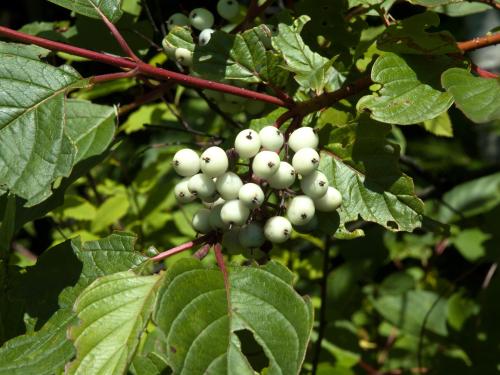 Cornouiller hart-rouge(Cornus sericea)_3