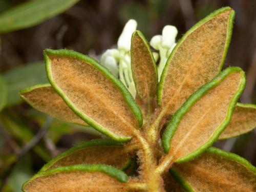 Thé du Labrador(Rhododendron groenlandicum)_3