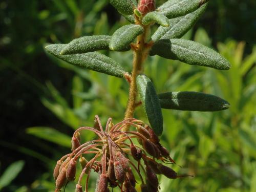 Thé du Labrador(Rhododendron groenlandicum)_6