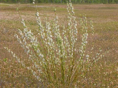 Saule humble (Salix humilis)_3