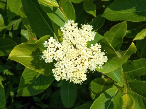 Viorne cassinoïde(Viburnum cassinoides)_2