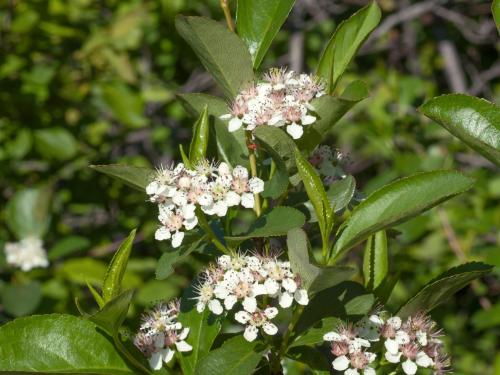 Aronie fruits noirs(Aronia melanocarpa)_2