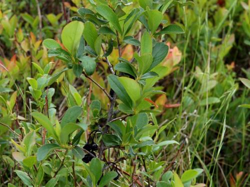 Aronie fruits noirs(Aronia melanocarpa)_4