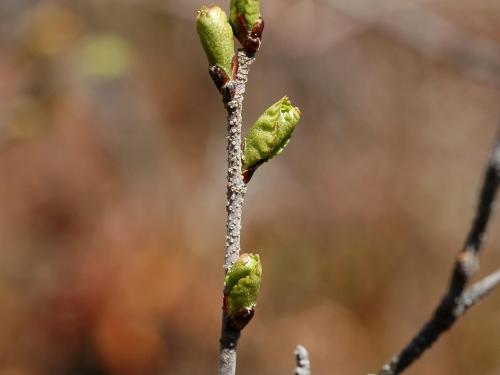 Bouleau glanduleux(Betula glandulosa)_1