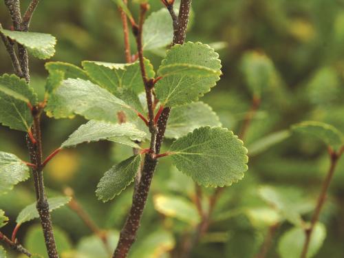 Bouleau glanduleux(Betula glandulosa)_2