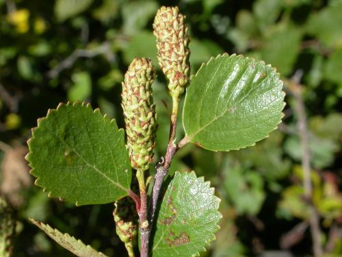 Bouleau nain boréal(Betula pumila)_2