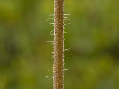 Épervière prés(Pilosella caespitosa)_3