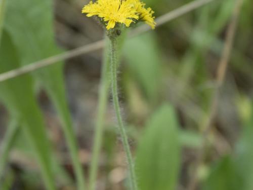 Épervière prés(Pilosella caespitosa)_5