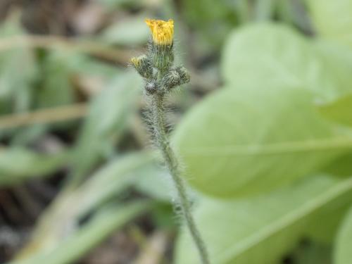 Épervière prés(Pilosella caespitosa)_6