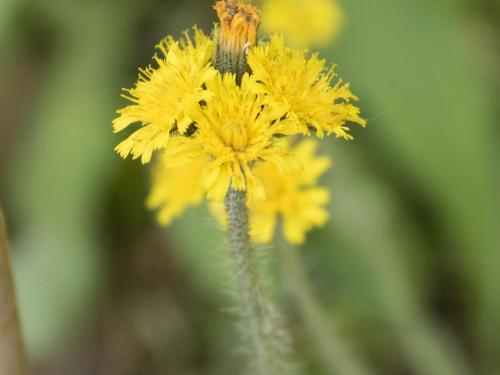 Épervière prés(Pilosella caespitosa)_8