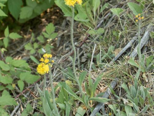 Épervière prés(Pilosella caespitosa)_9