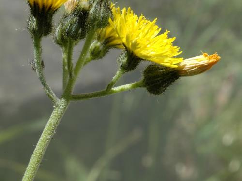 Épervière fleurs nombreuses(Pilosella x floribunda)_1