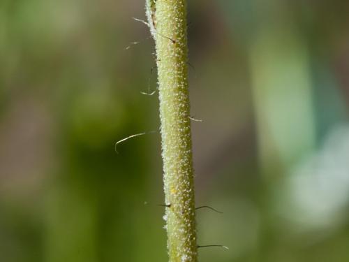 Épervière fleurs nombreuses(Pilosella x floribunda)_2