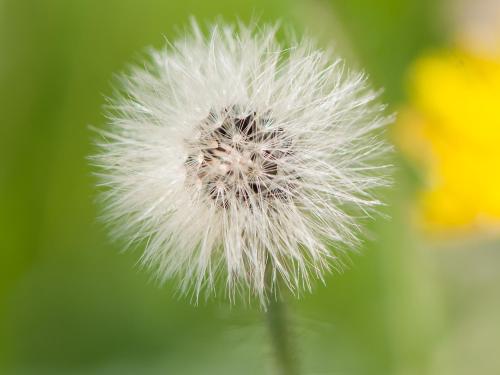 Épervière piloselle(Pilosella officinarum)_7