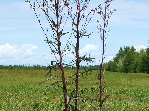 Laitue Canada (Lactuca canadensis)_1