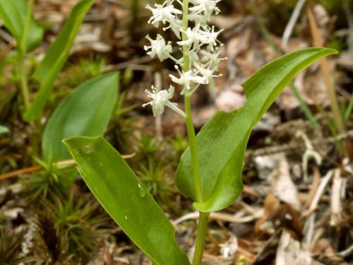 Maianthème Canada (Maianthemum canadense)_3