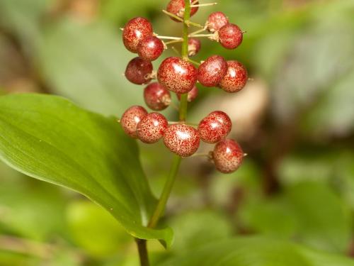 Maianthème Canada (Maianthemum canadense)_4