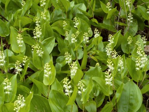 Maianthème Canada (Maianthemum canadense)_7