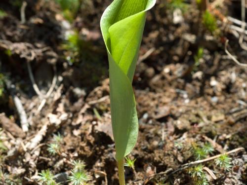 Maianthème Canada (Maianthemum canadense)_8