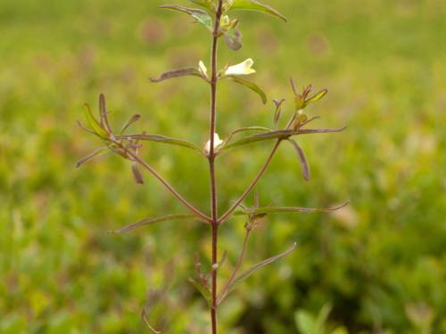 Mélampyre linéaire (Melampyrum lineare)_1