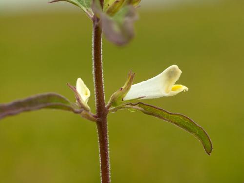 Mélampyre linéaire (Melampyrum lineare)_2