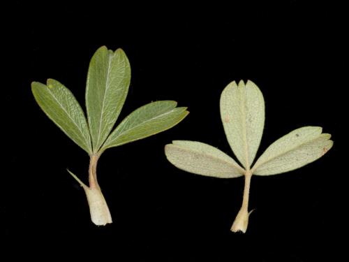 Potentille tridentée (Potentilla tridentata)_3