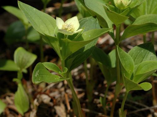 Quatre temps (Cornus canadensis)_1