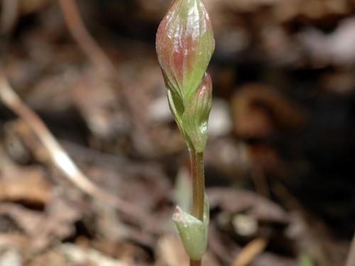 Quatre temps (Cornus canadensis)_3