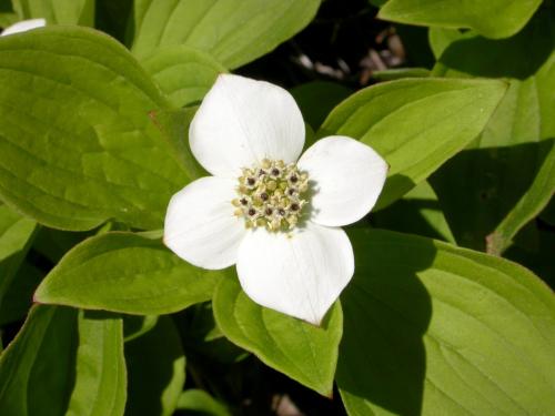 Quatre temps (Cornus canadensis)_5