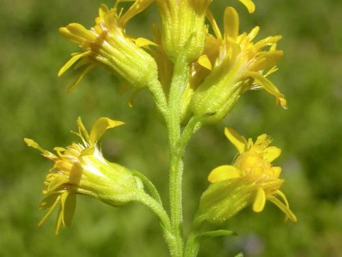 Verge d'or pubérulente(Solidago puberula)_2