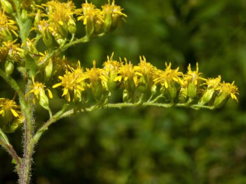 Verge d'or rugueuse(Solidago rugosa)_1