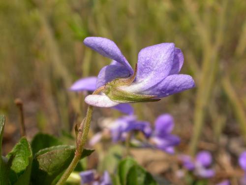 Violette éperon crochu(Viola adunca)_1