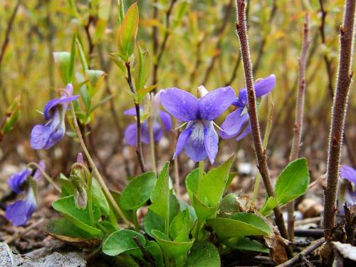 Violette éperon crochu(Viola adunca)_3