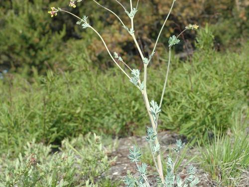 Corydale toujours verte(Capnoides sempervirens)_1